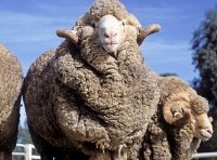 Small business owner stung with $15,000 fine for pulling the wool over his clients’ eyes